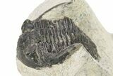 Bargain, Hollardops Trilobite - Ofaten, Morocco #254491-3